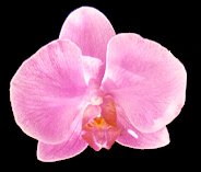 phalaenopsis