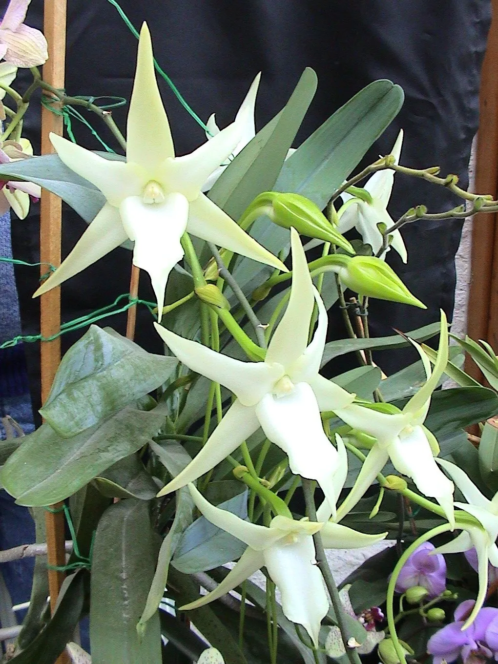 Fleurs blanches étoilées d’Angraecum sesquipedale
