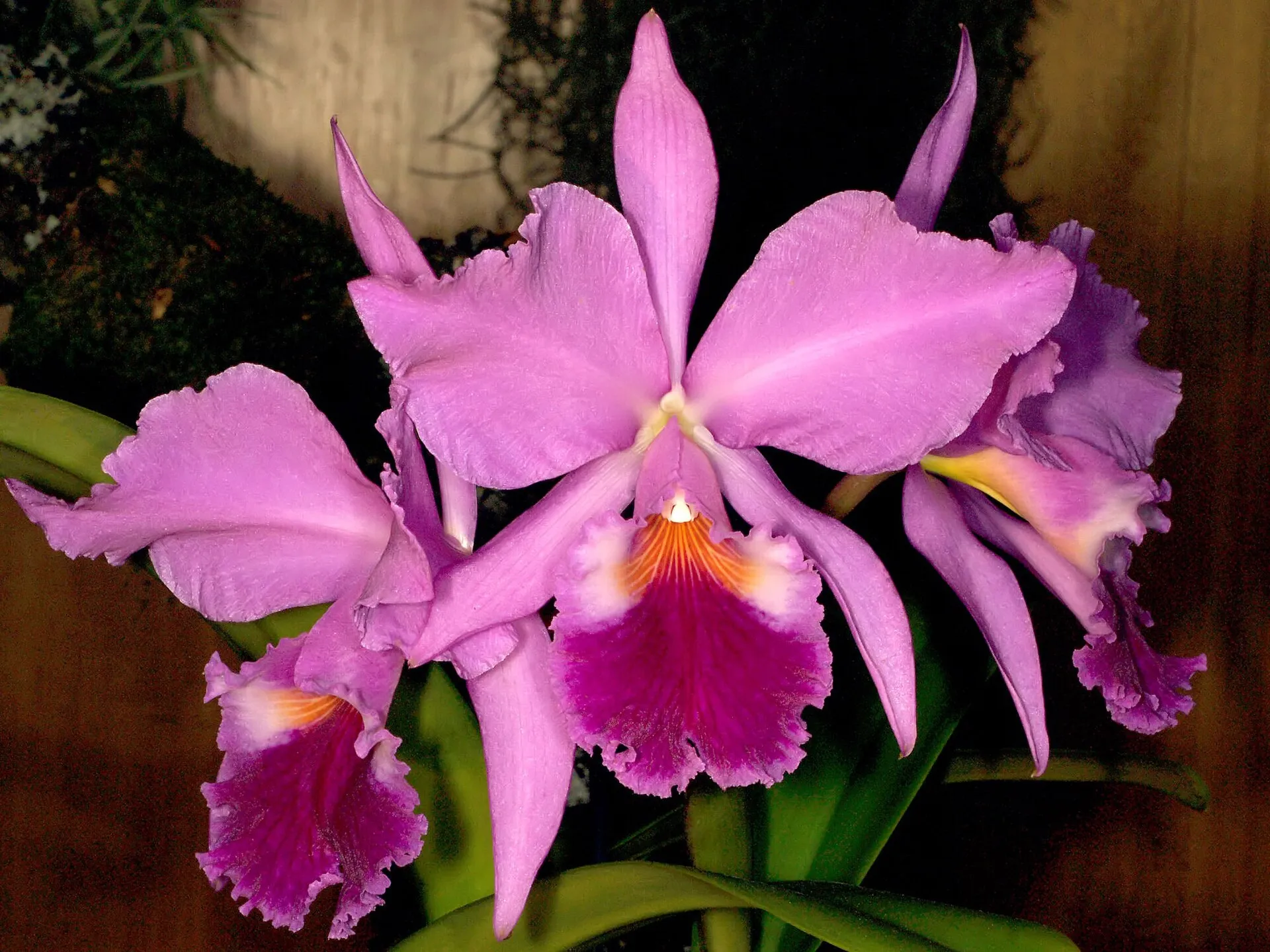 Fleurs roses de Cattleya labiata au labelle pourpre frisé