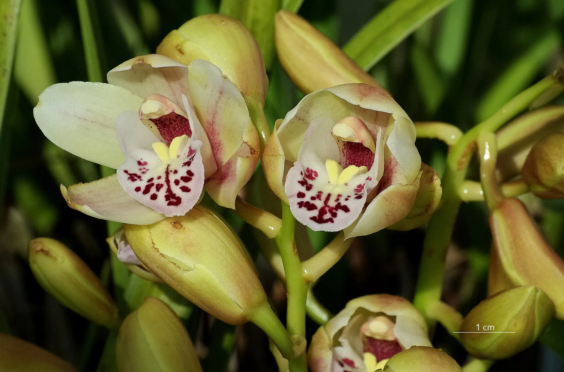 Fleurs de cymbidium vert pâle au labelle tacheté de rouge