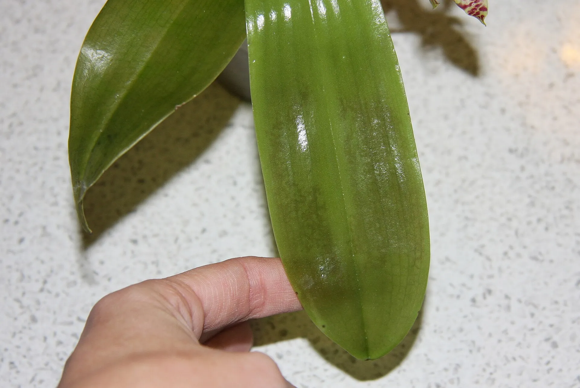 Feuille de phalaenopsis abîmée par le froid : les tissus gelés prennent un aspect vitreux, comme gorgés d’eau.
