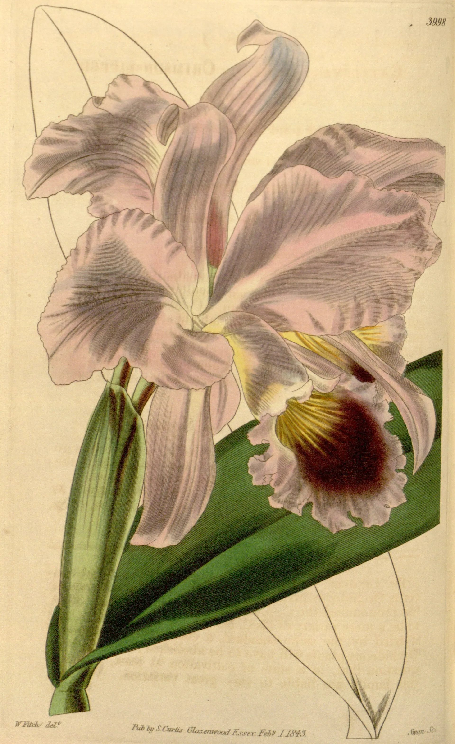 Cattleya labiata, gravure de Walter Hood Fitch pour le Curtis’s Botanical Magazine (1843).