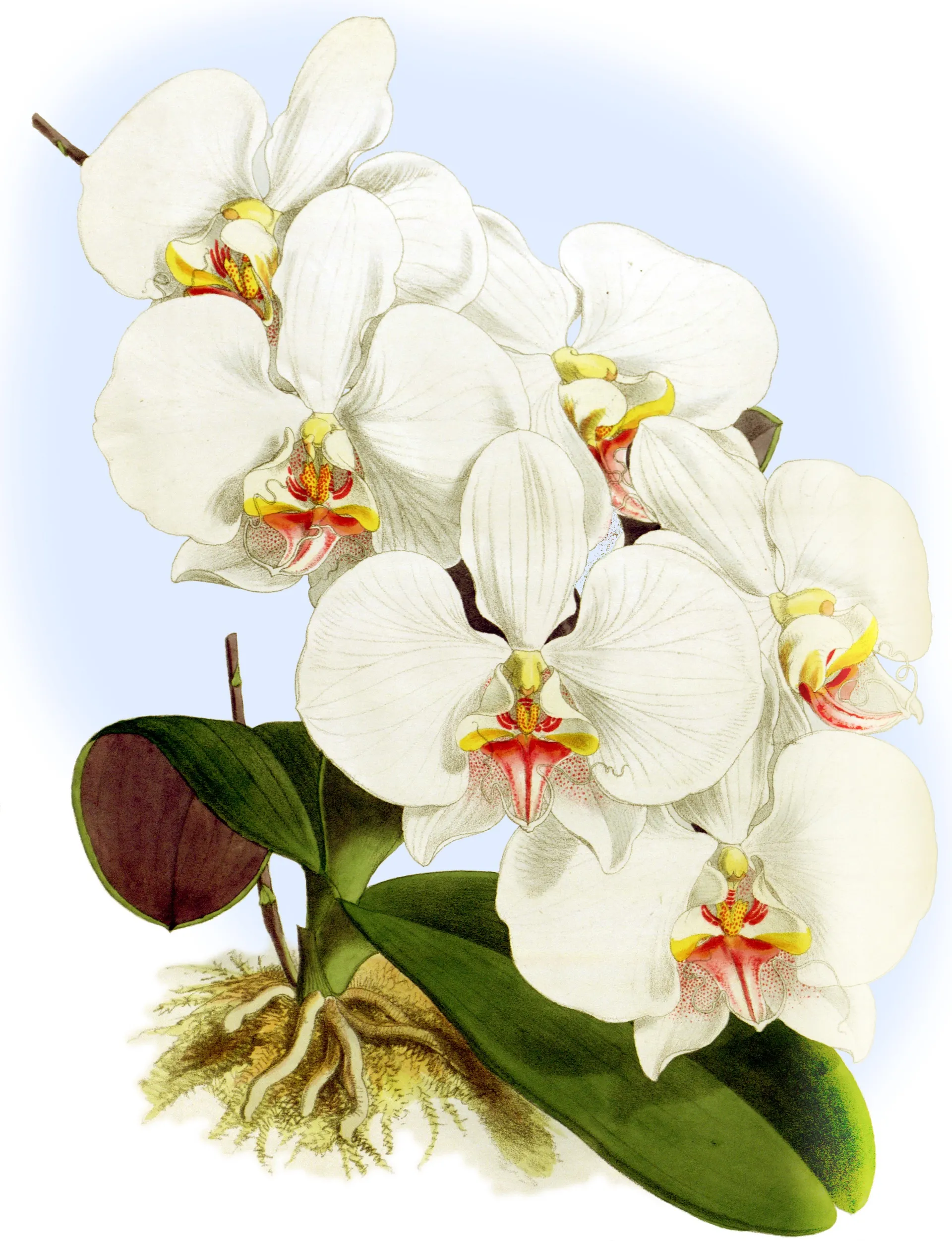 Phalaenopsis amabilis, planche de John Nugent Fitch pour The Orchid Album (1882).