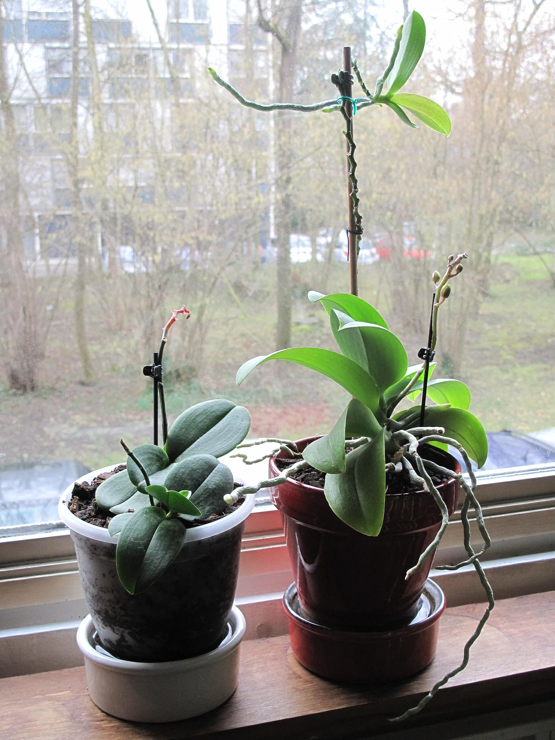 Deux phalaenopsis au bord d’une fenêtre, à la lumière qu’ils aiment : sur le plus grand, une deuxième hampe florale démarre.