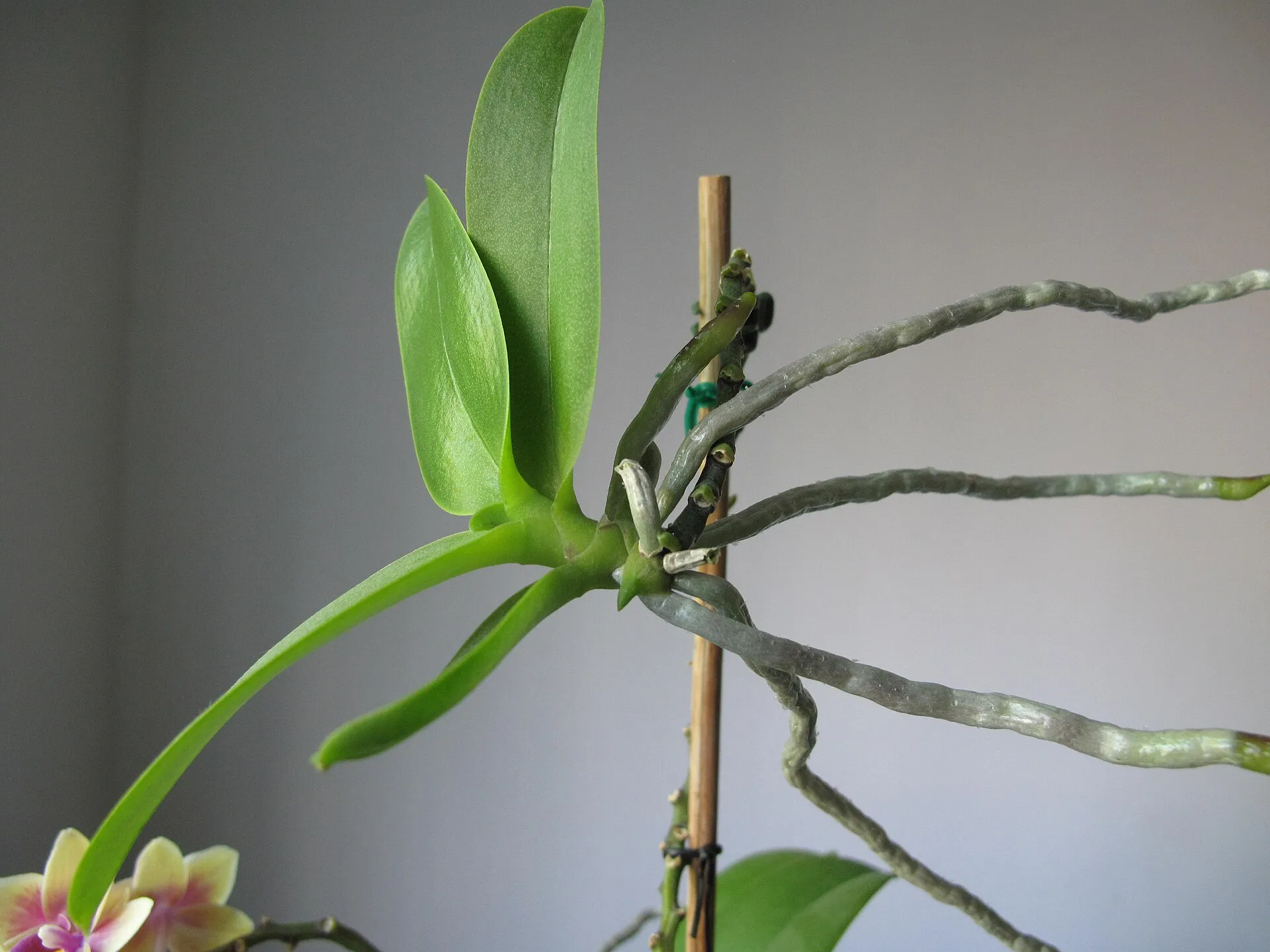 Un keiki sur une hampe de phalaenopsis, avec ses feuilles et ses racines : il est prêt à être détaché.