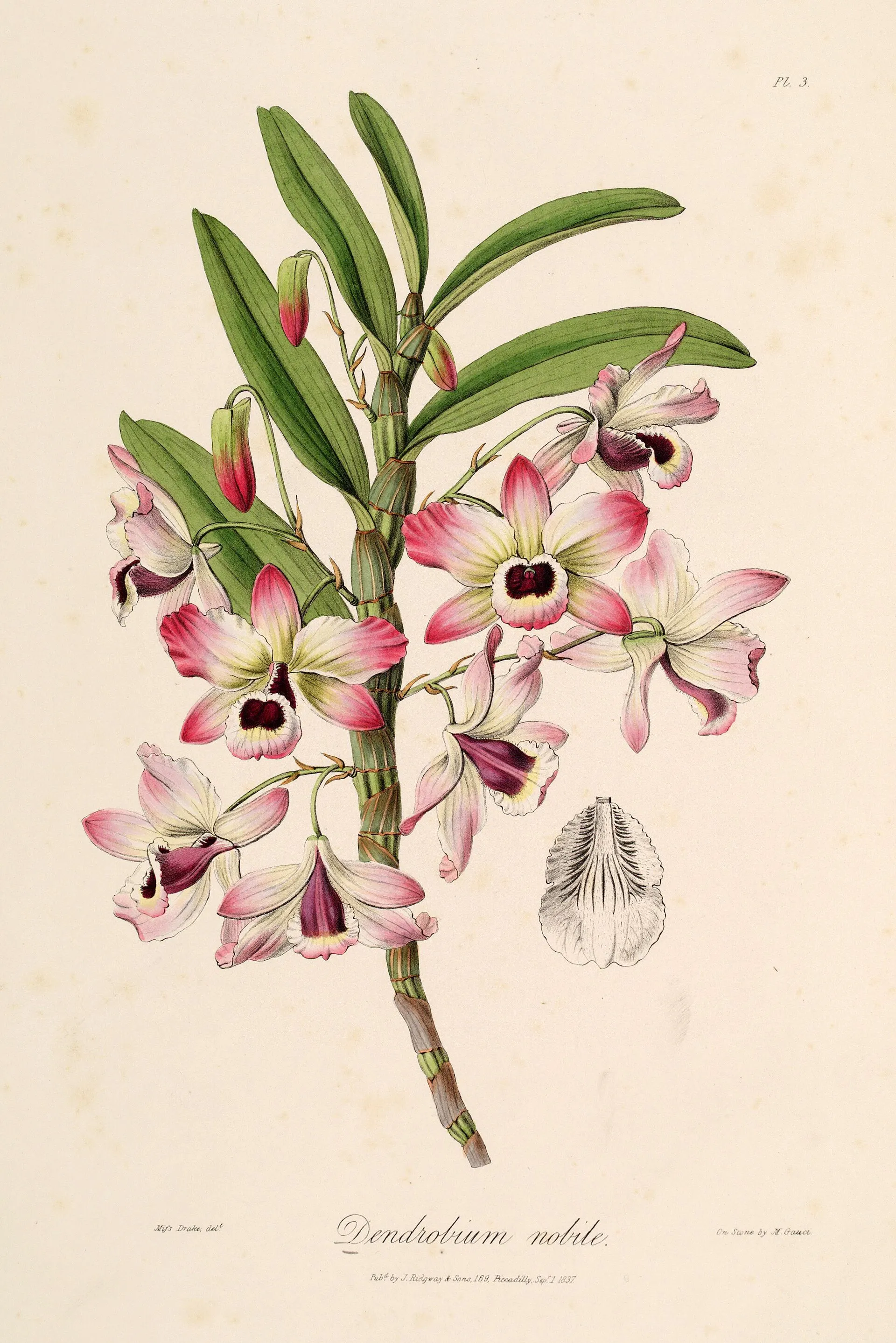 Dendrobium nobile, planche du Sertum Orchidaceum de John Lindley (1838), l’un des grands livres d’orchidées de l’époque victorienne.