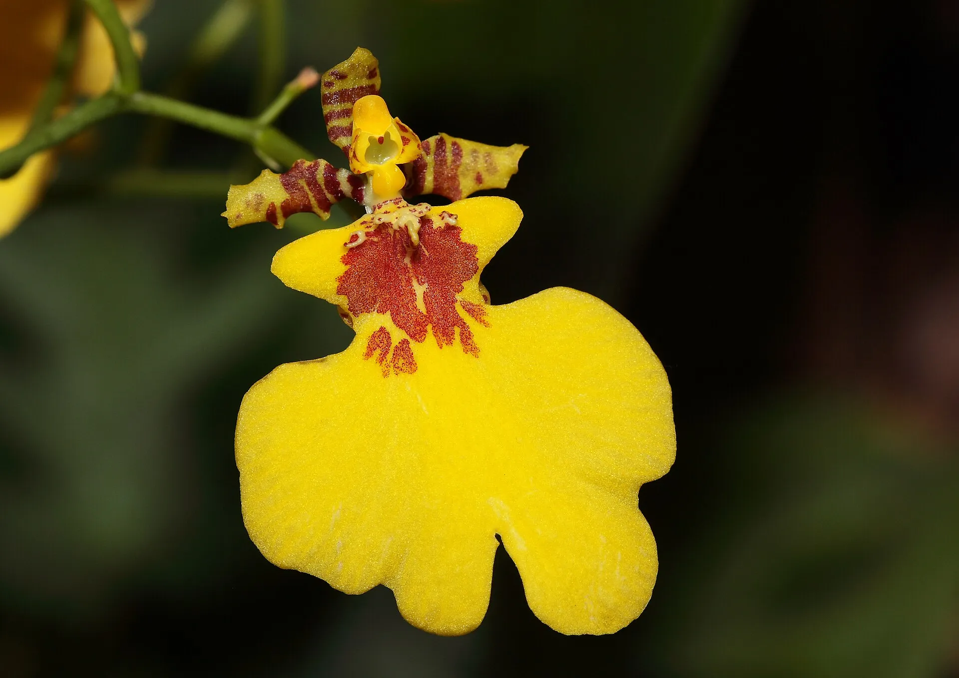 Fleur jaune d’oncidium à la jupe large