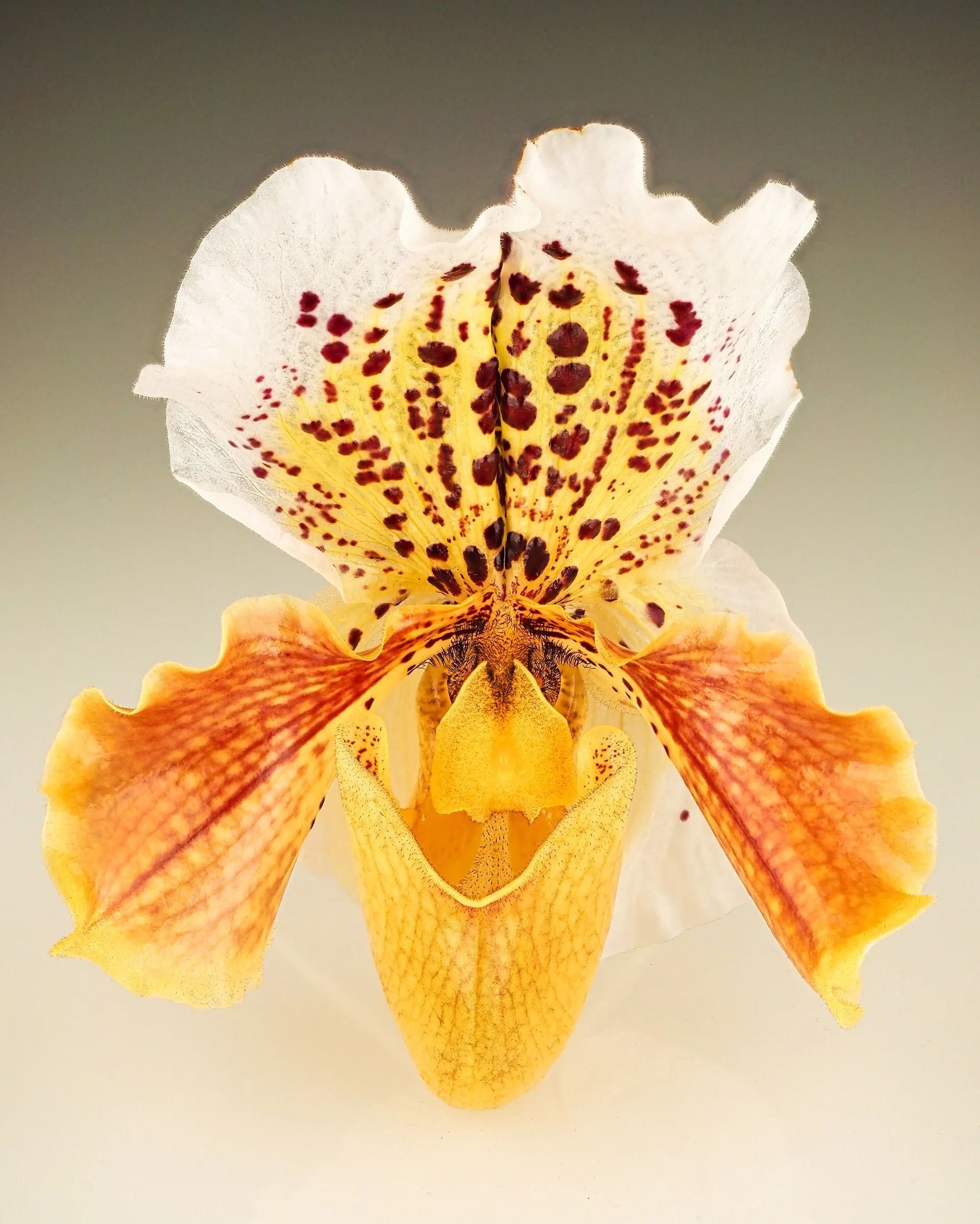 Fleur de paphiopedilum jaune et orangée, tachetée de pourpre