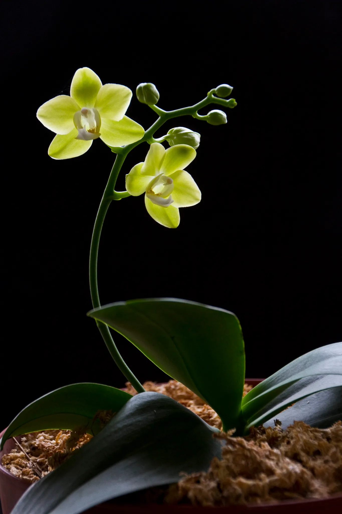 Phalaenopsis à fleurs vert pâle : les hybrides existent dans presque toutes les couleurs, sauf le bleu vrai.