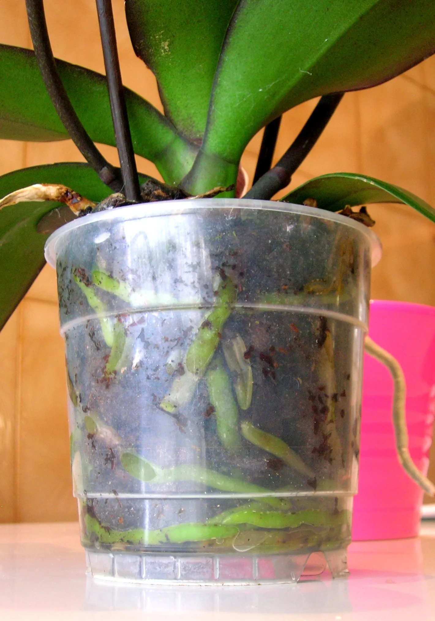 Un pot transparent permet de surveiller les racines et l’arrosage.