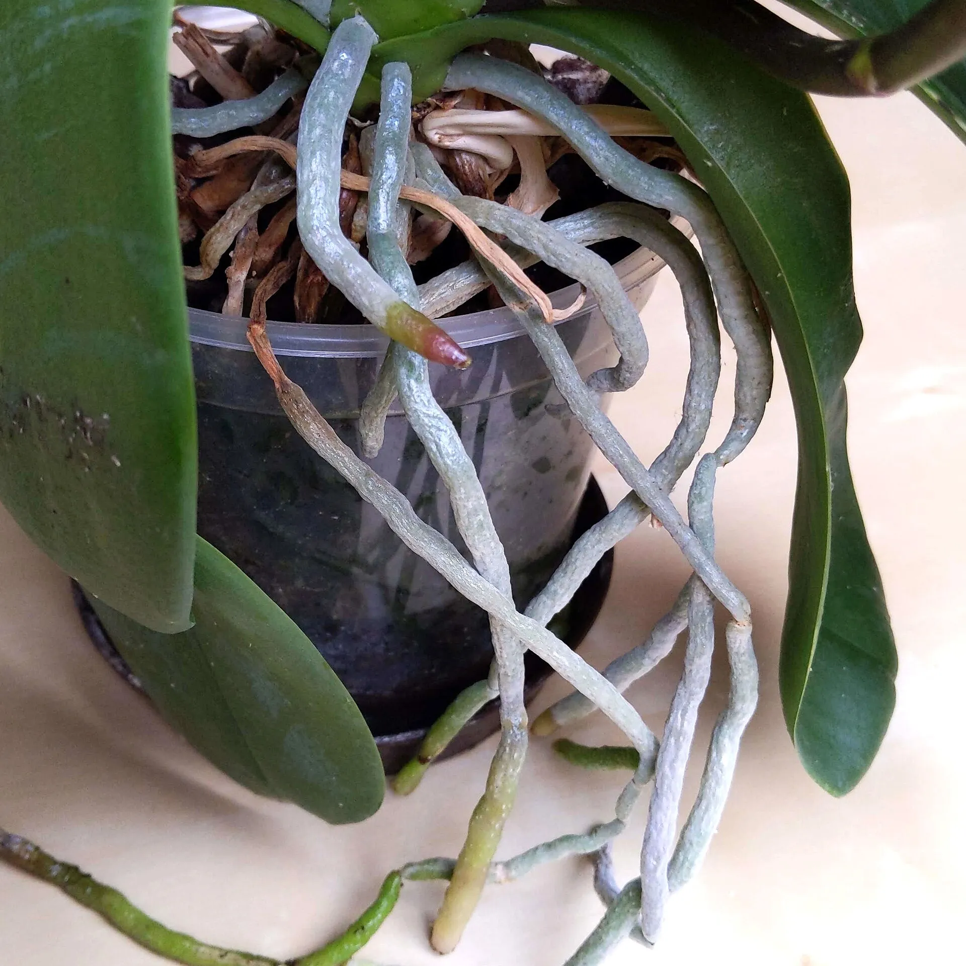 Racines aériennes d’un phalaenopsis : gris argenté quand elles sont sèches, avec une pointe verte ou rougeâtre quand elles poussent.