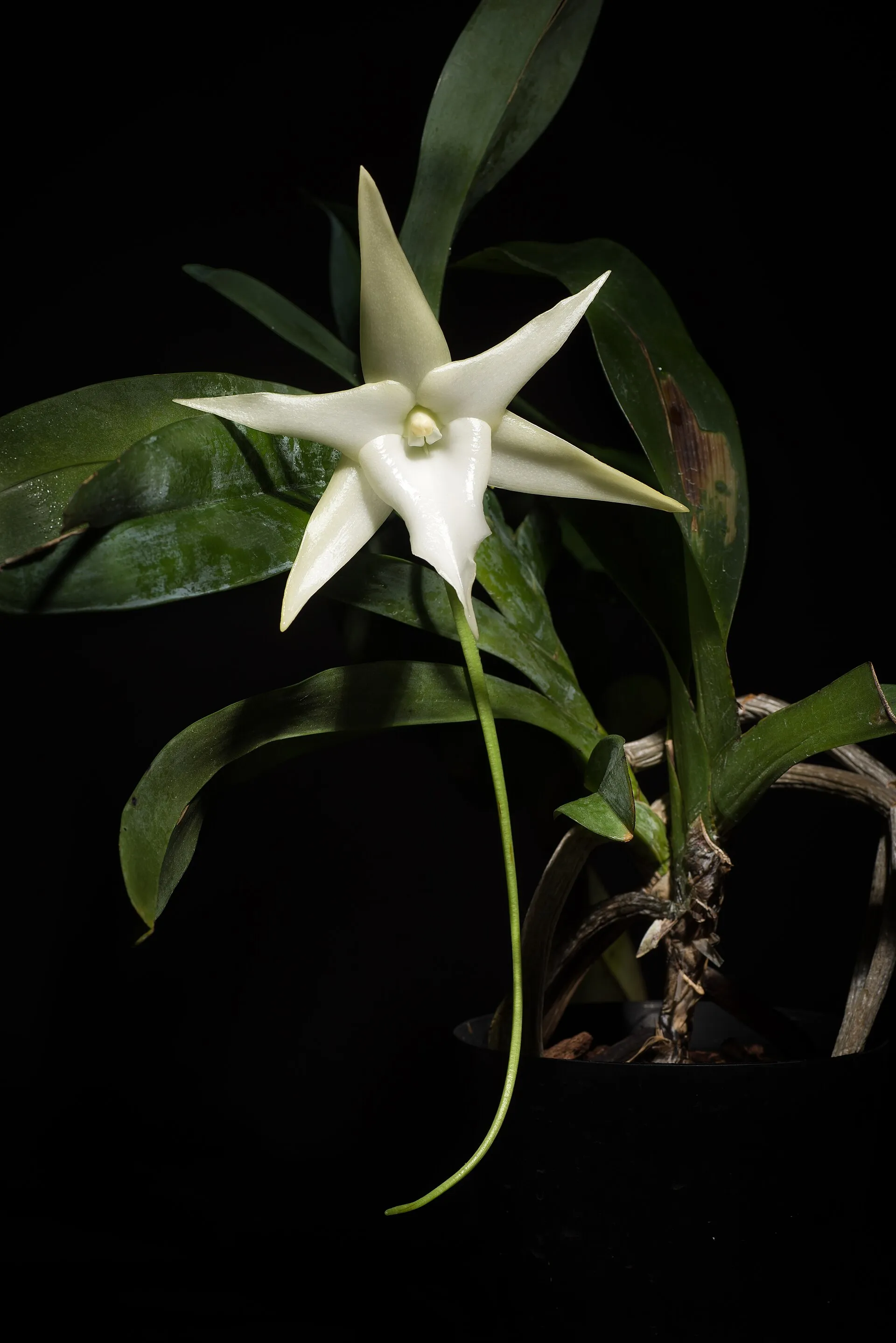 Angraecum sesquipedale, l’orchidée de Darwin : le long éperon vert qui pend sous la fleur mesure près de 30 cm.