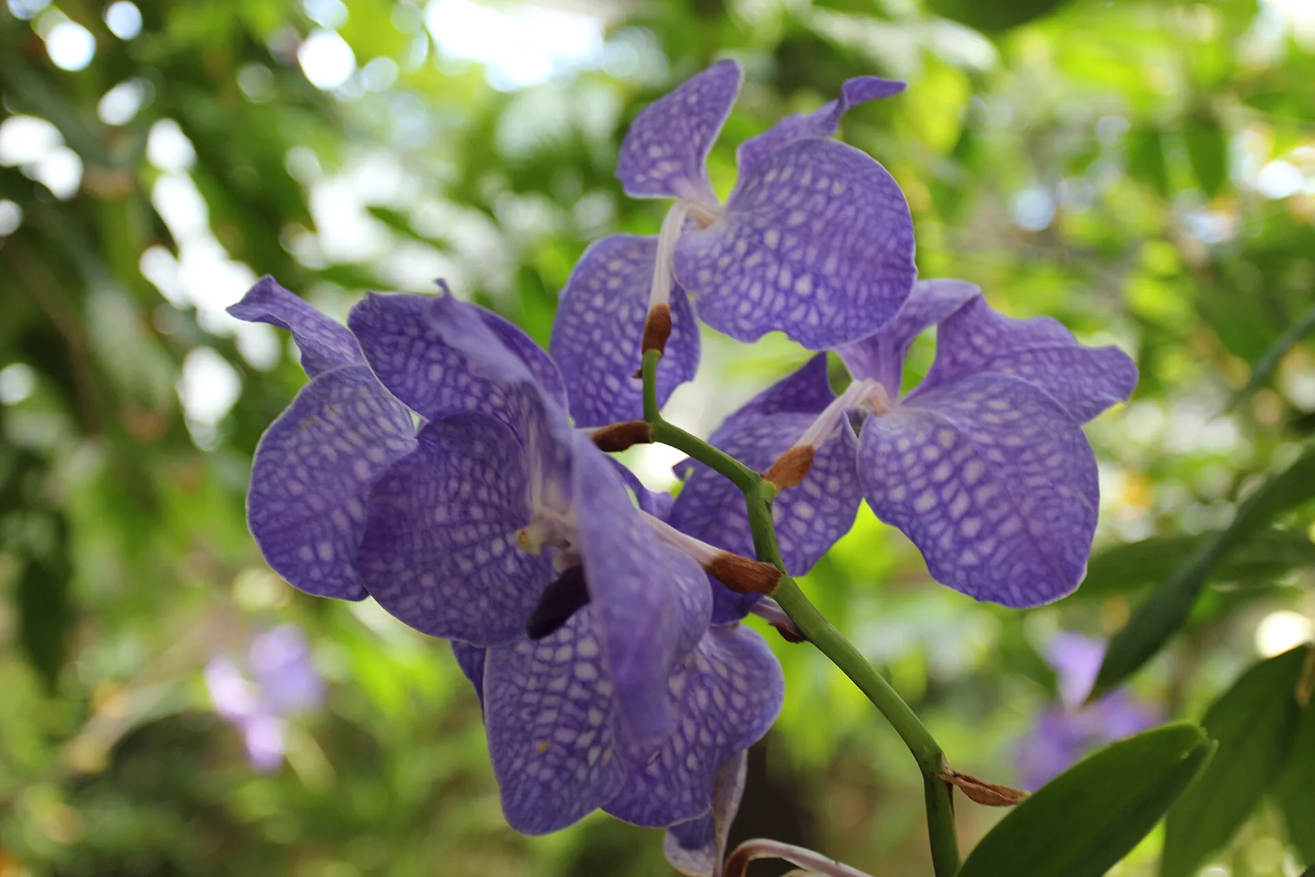 Fleurs bleu violacé de Vanda coerulea