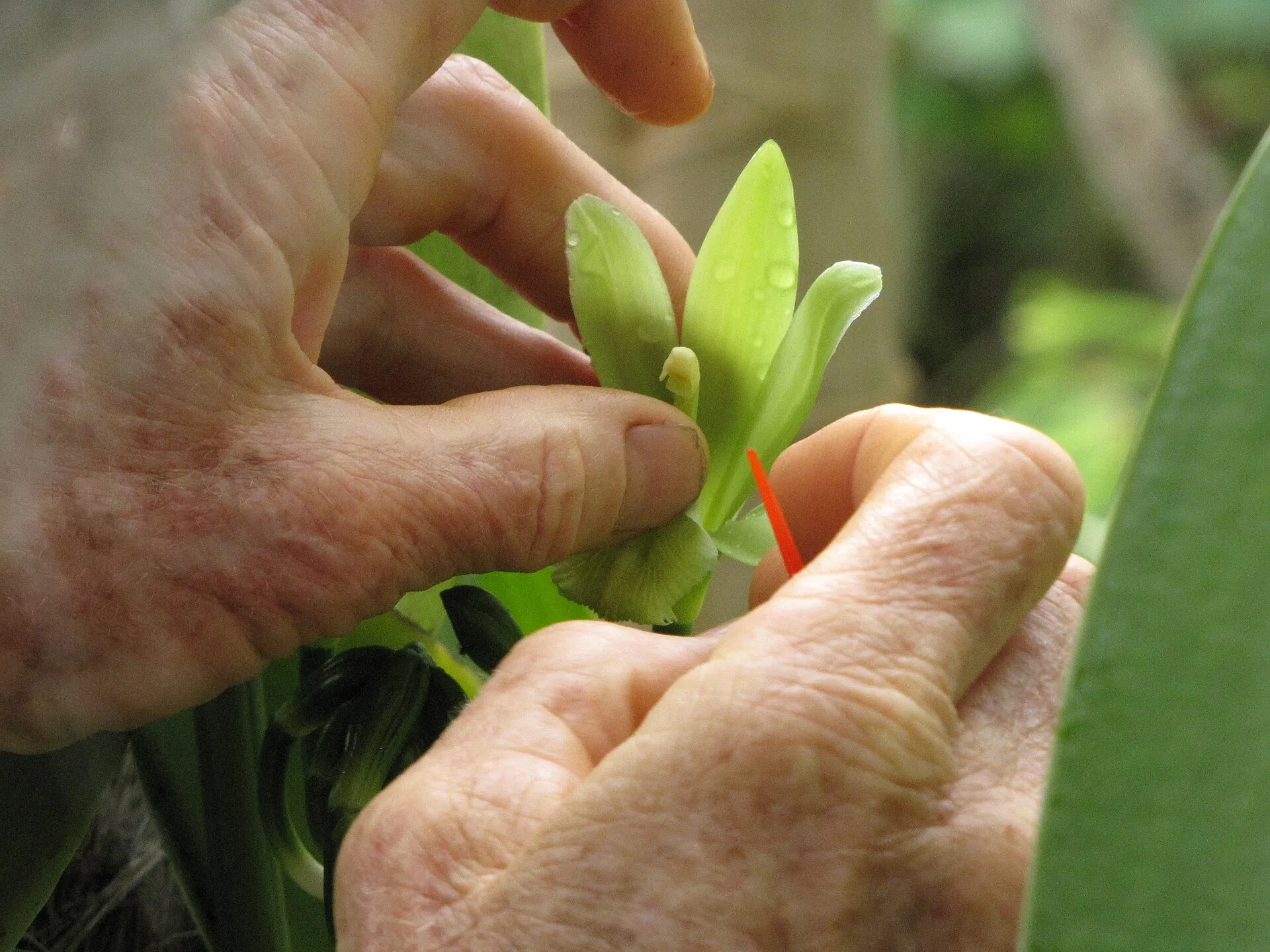 Pollinisation à la main d’une fleur de vanille, selon la méthode d’Edmond Albius.